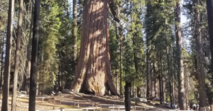 oldest sequoia tree