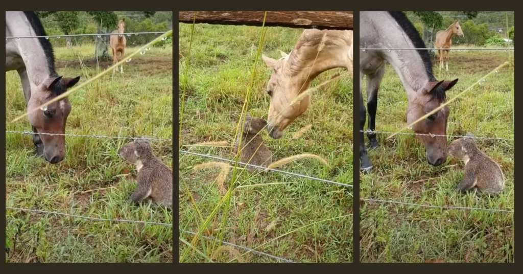 Koala and Horses in Queensland