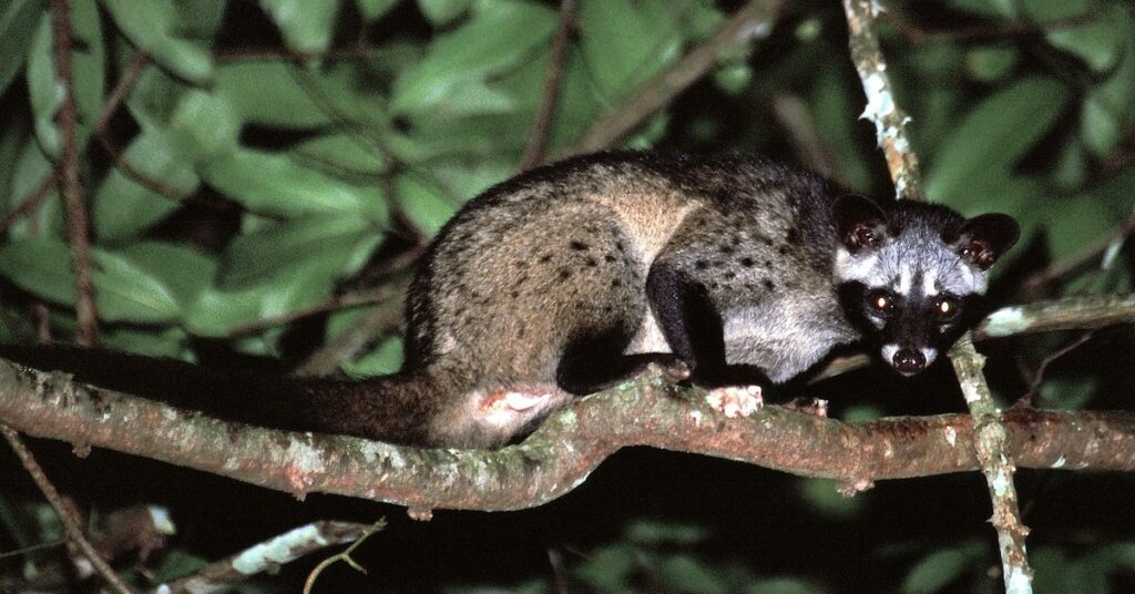 Palm Civet