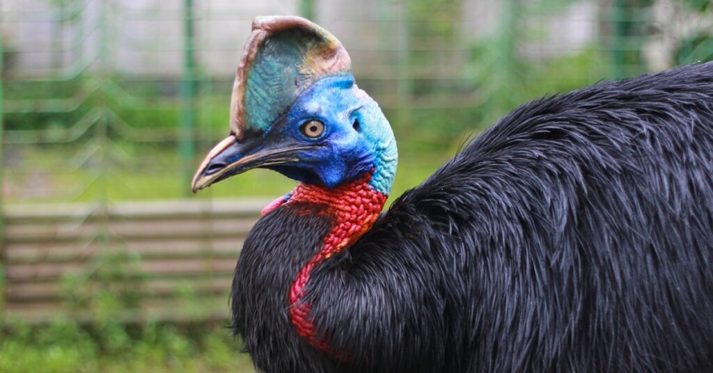 Cassowary