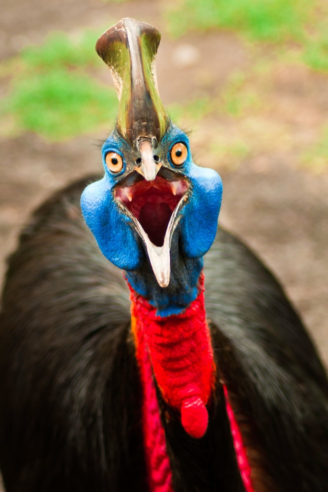 Cassowary