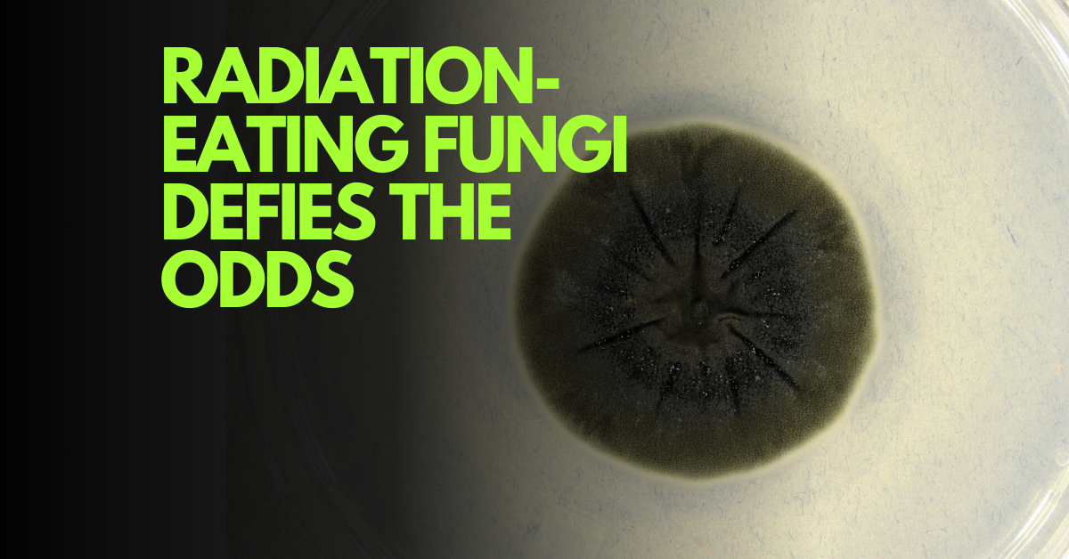 melanised black fungi of Chernobyl