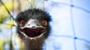 Great Emu War