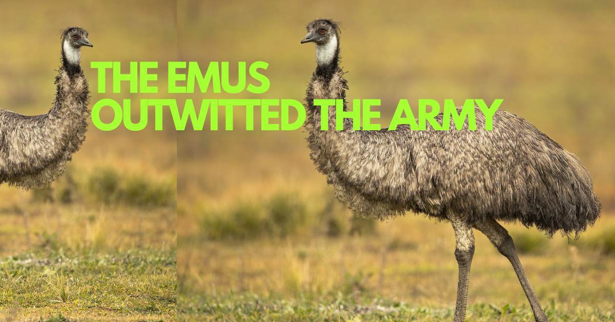 Great Emu War