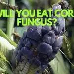 corn fungus