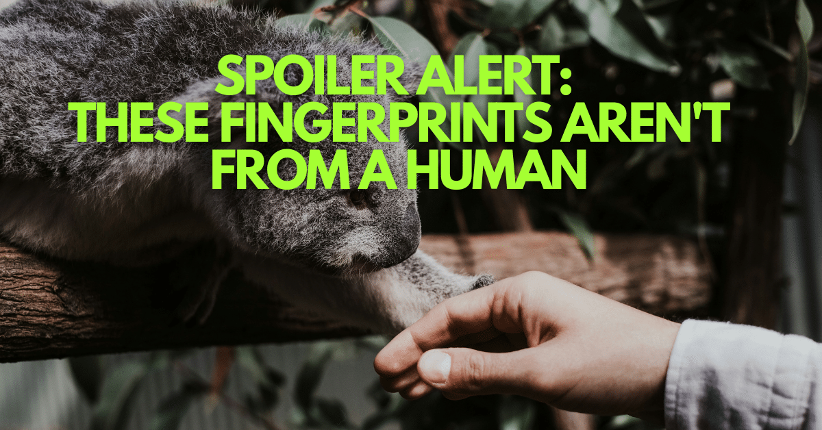 Koalas Fingerprints Are So Human-Like They Could Fool a Detective