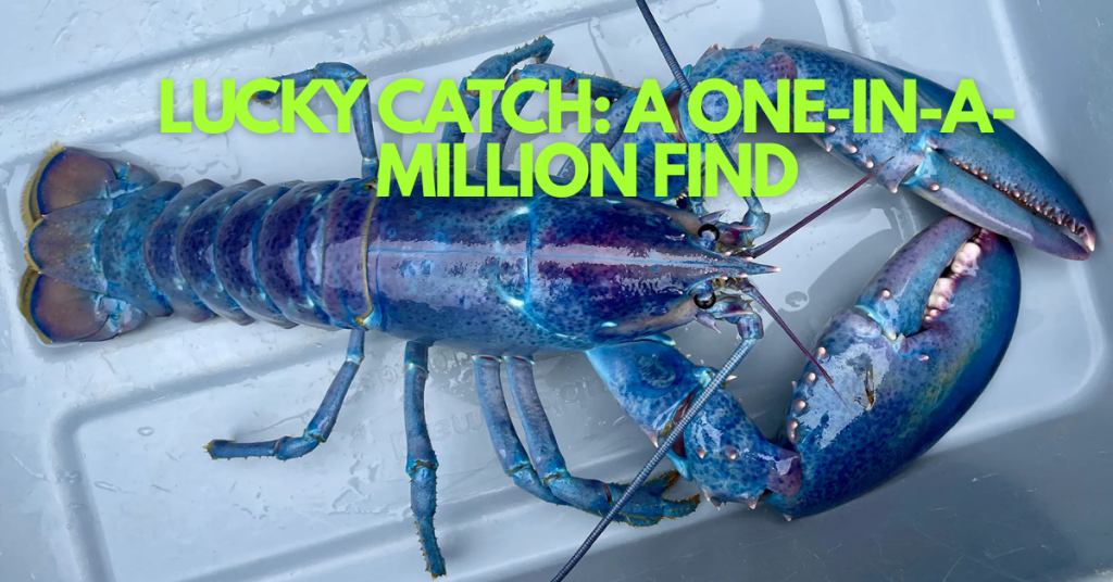 The Lobster That Looks Like Fairy Floss