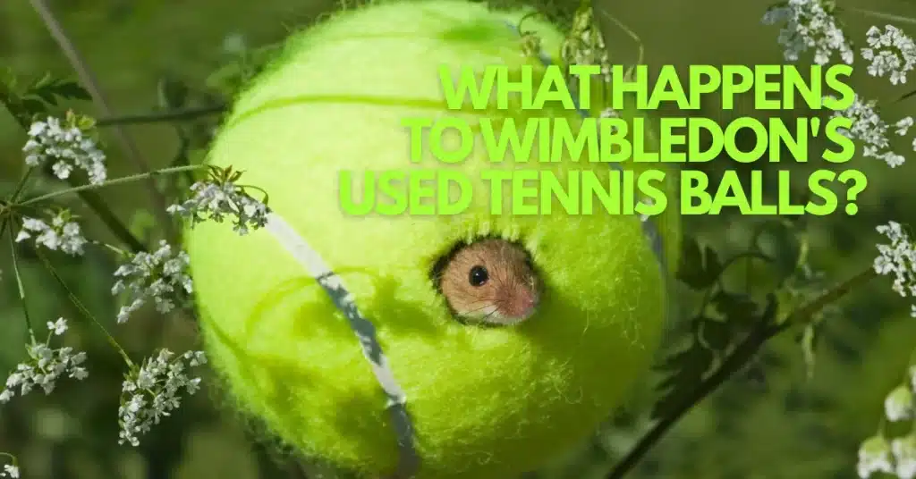 From Centre Court to Countryside: How Wimbledon’s Leftover Balls Became Mouse Mansions