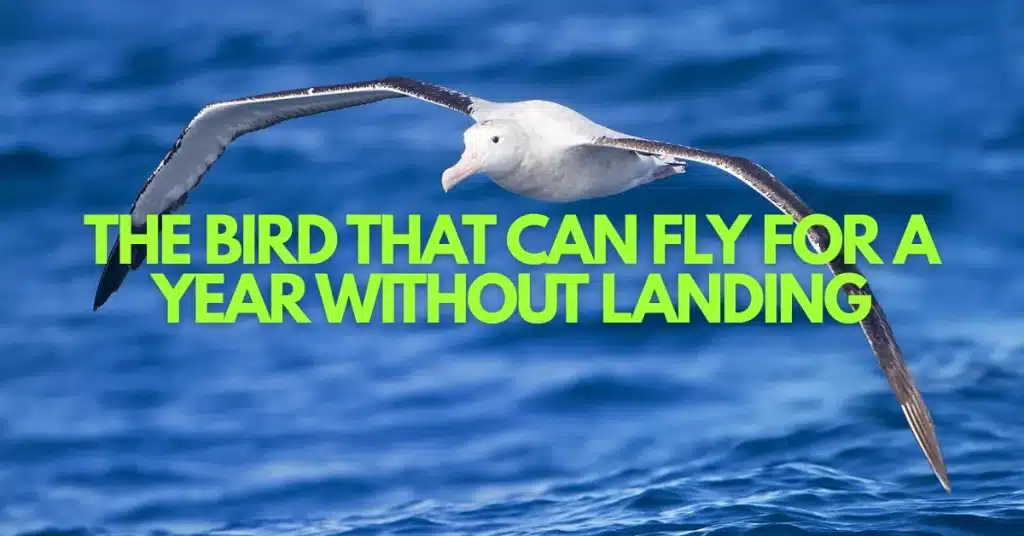 The Bird That Refuses to Land: Secrets of the Albatross