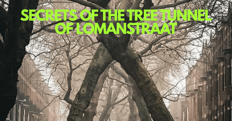 Amsterdam's Tree Tunnel: Natural Wonder or Wartime Relic?