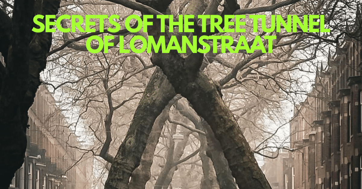 Amsterdam's Tree Tunnel: Natural Wonder or Wartime Relic?