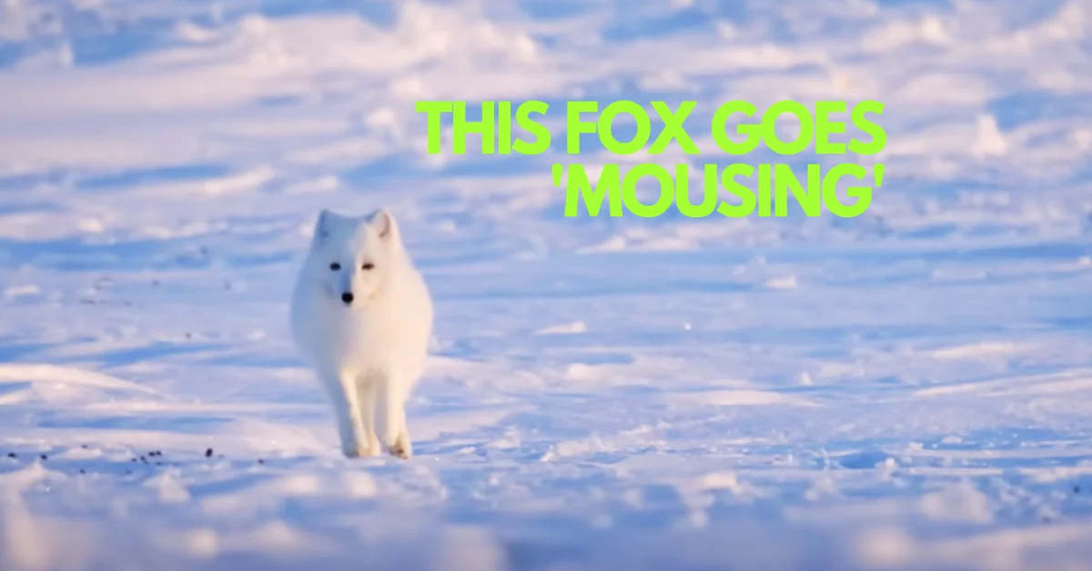 The Arctic Fox That Leaps Into Snow Like a Living Missile