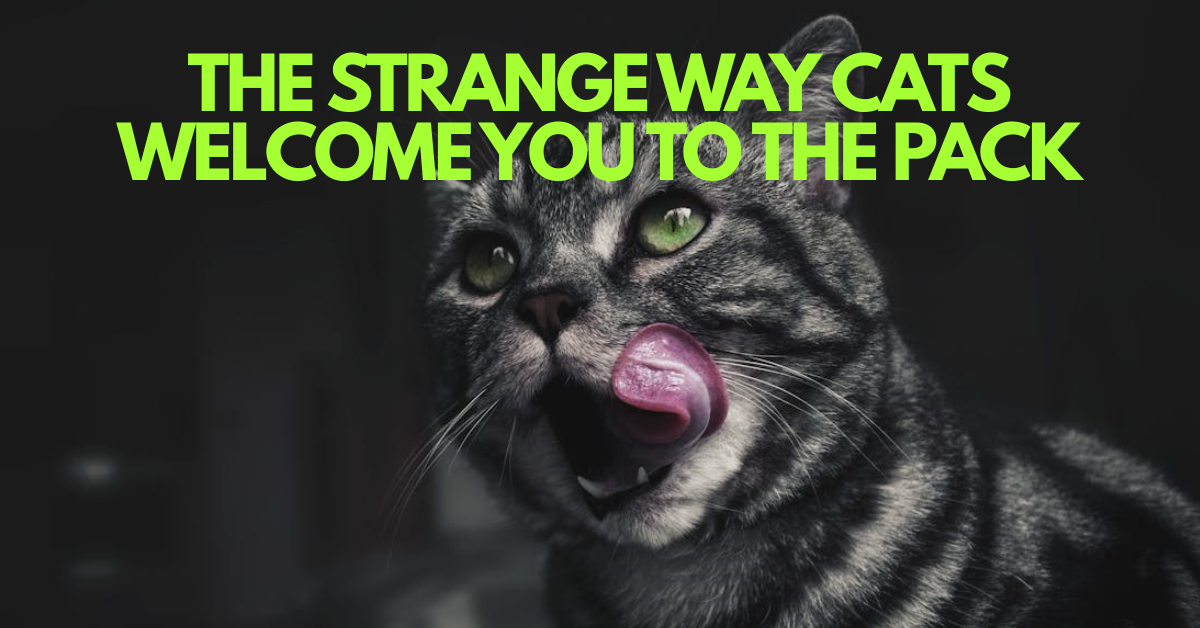 Is Your Cat Claiming You? The Strange World of Feline Grooming