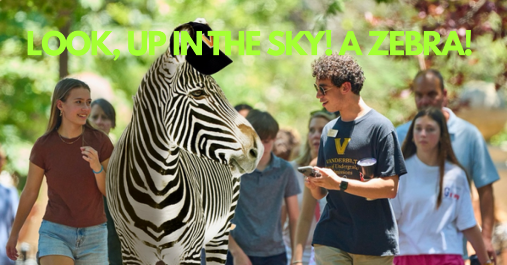 How a Runaway Zebra Shut Down a Highway and Became an Internet Legend