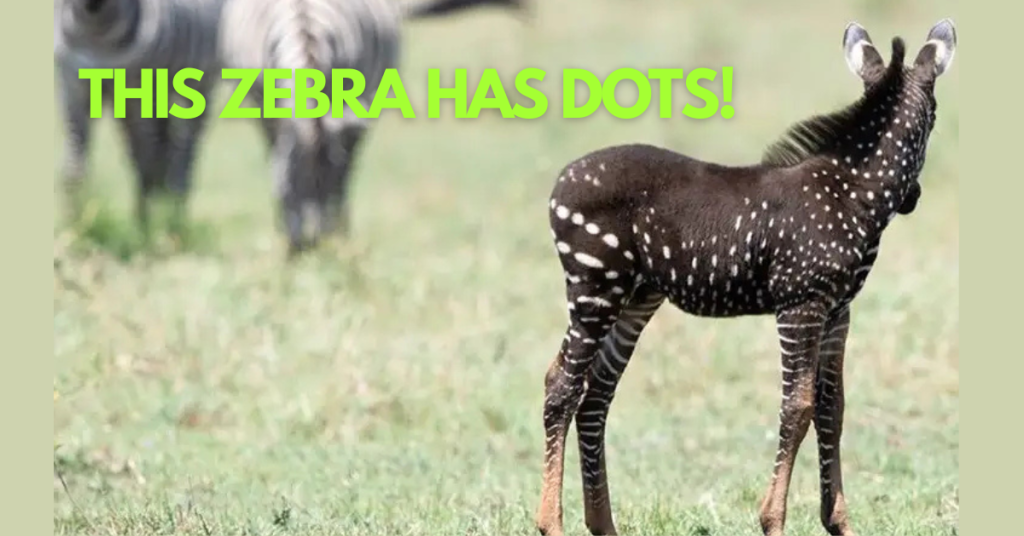 The Spotted Zebra That Stopped the World