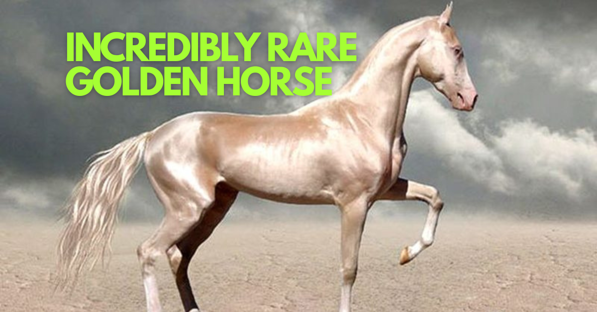 The Golden Horse That Shines Like Metal