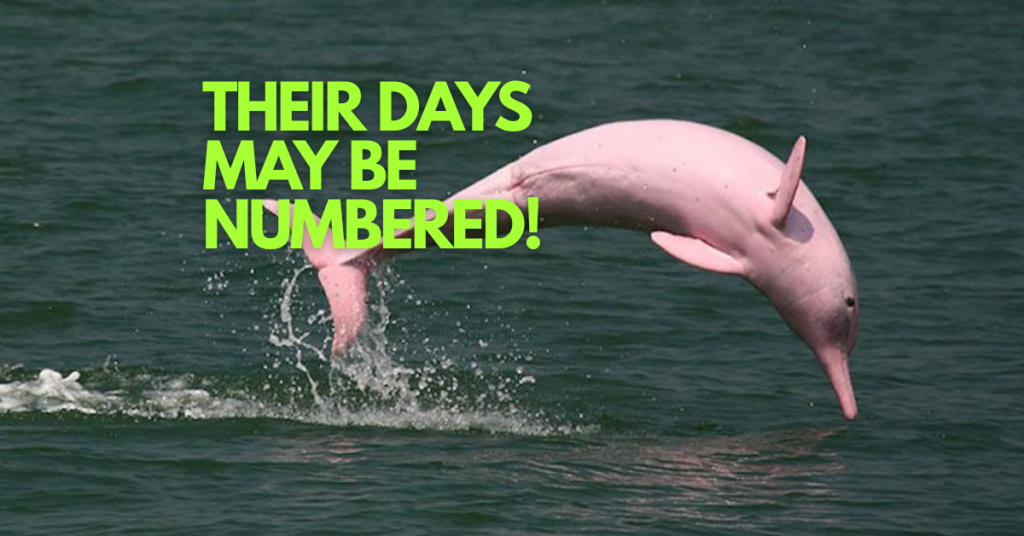 Saving the Pink River Dolphin Before It’s Too Late