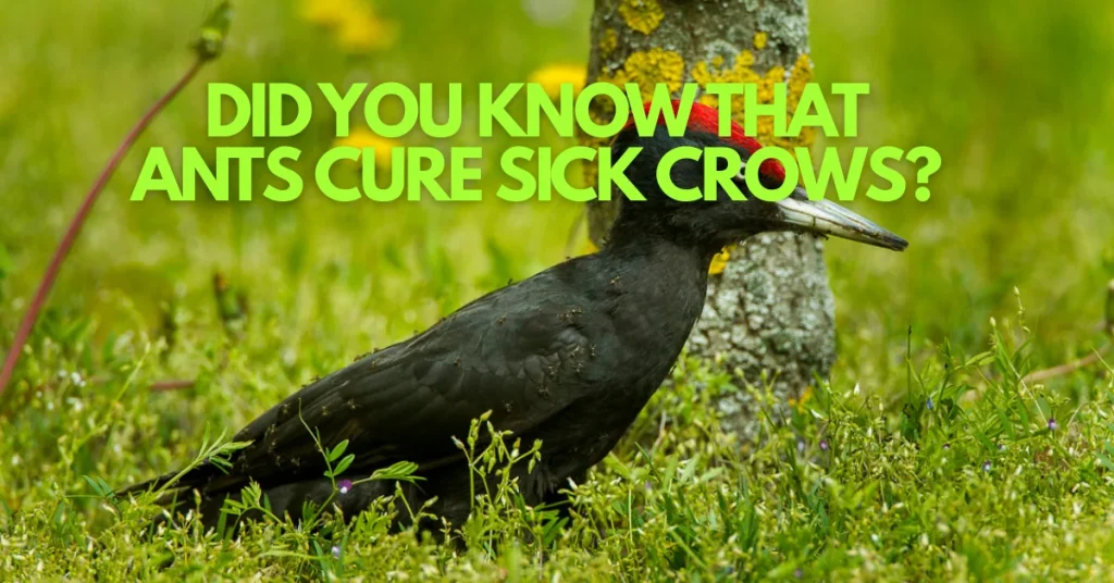 When Crows Go to the Ant Spa Instead of the Doctor