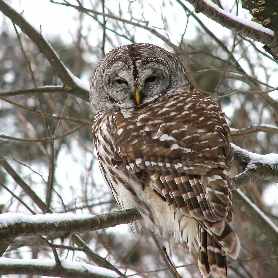 Barred Owl