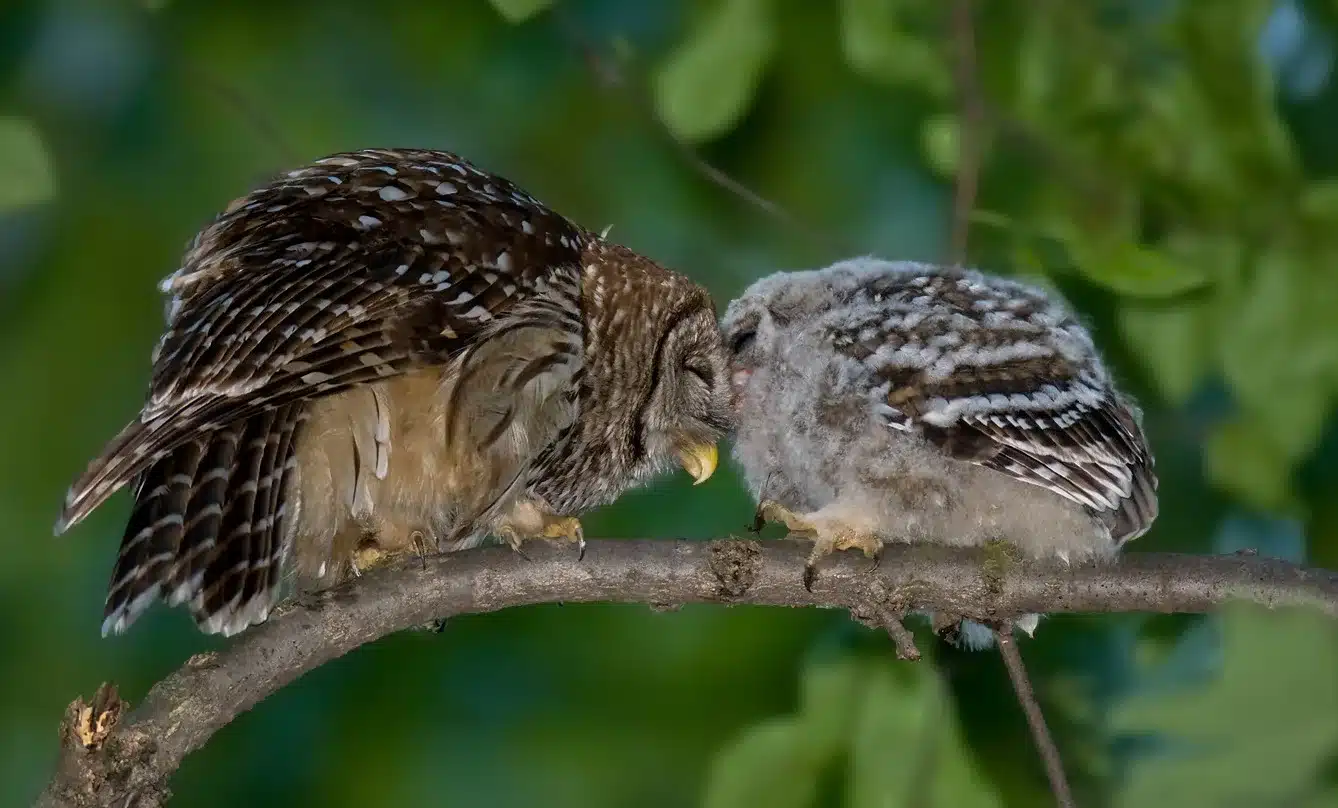 Pacific Northwest wildlife