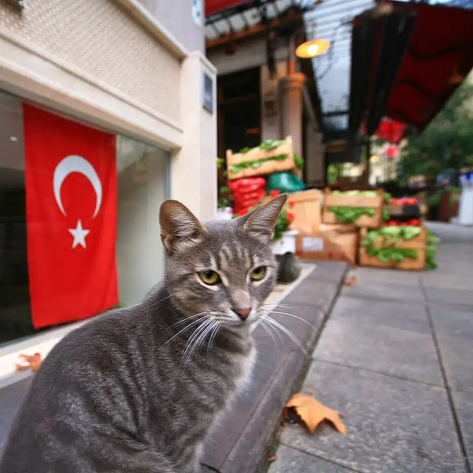 Turkish street cats