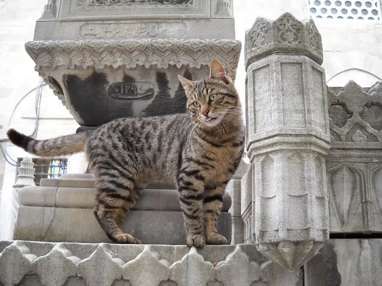 Istanbul cats
