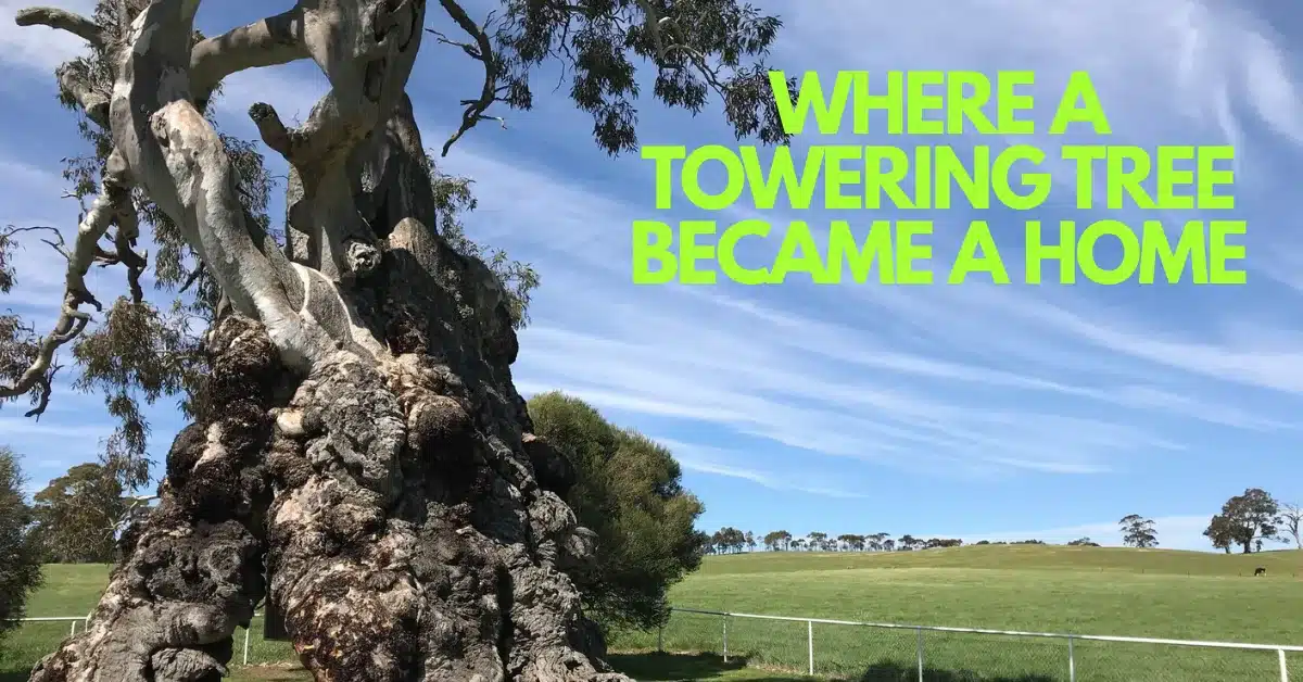 The Giant Tree That Raised A Family In Its Hollow Heart