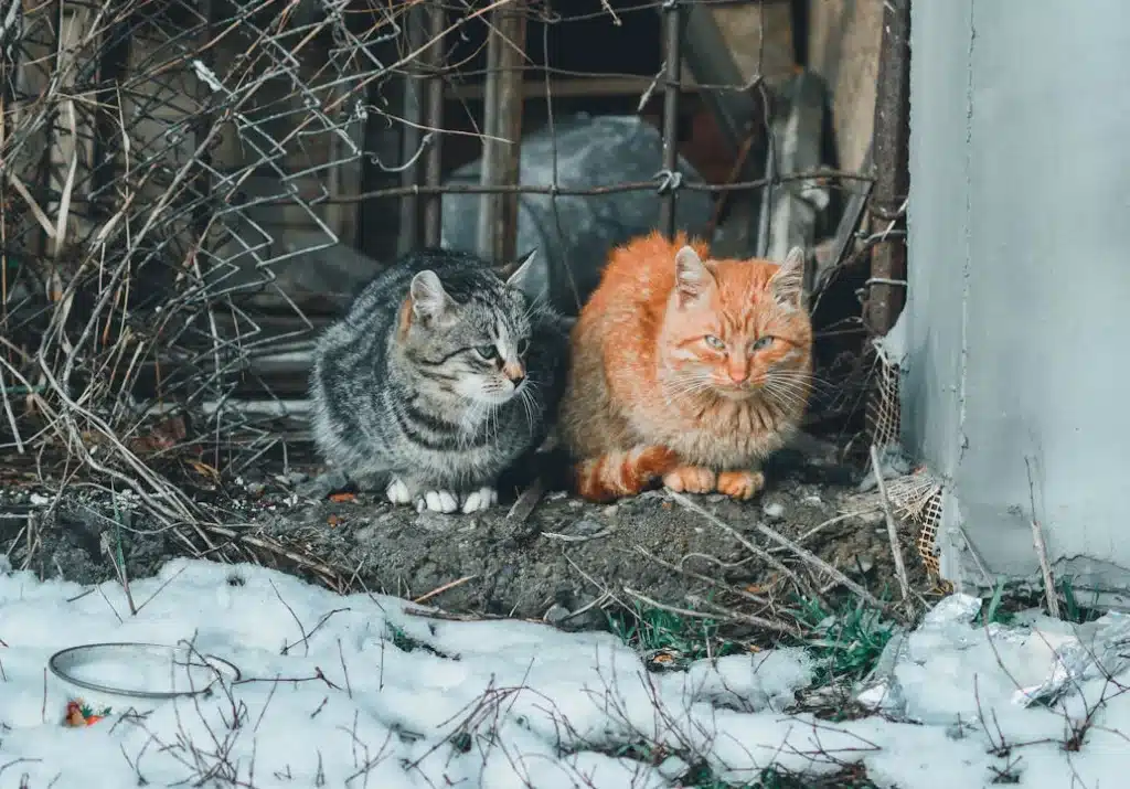 wildlife conservation