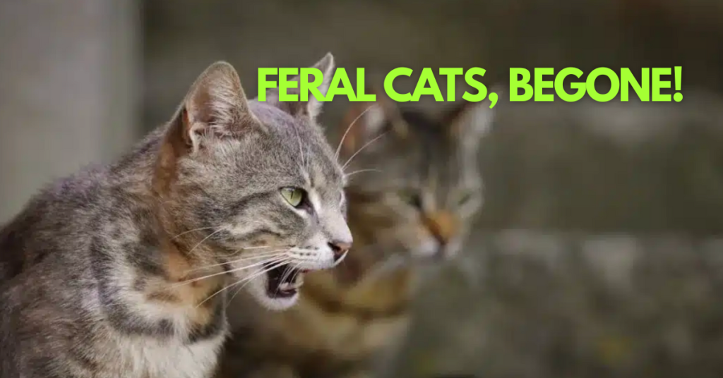 The Night Hunters New Zealand Plans to Erase by 2050