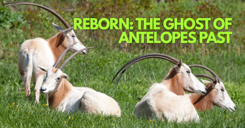 The Ghost Antelope That Came Back to Life
