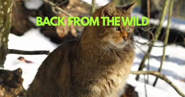 Europe’s Elusive “Ghost Cat” Returns To Forests After Decades Of Absence