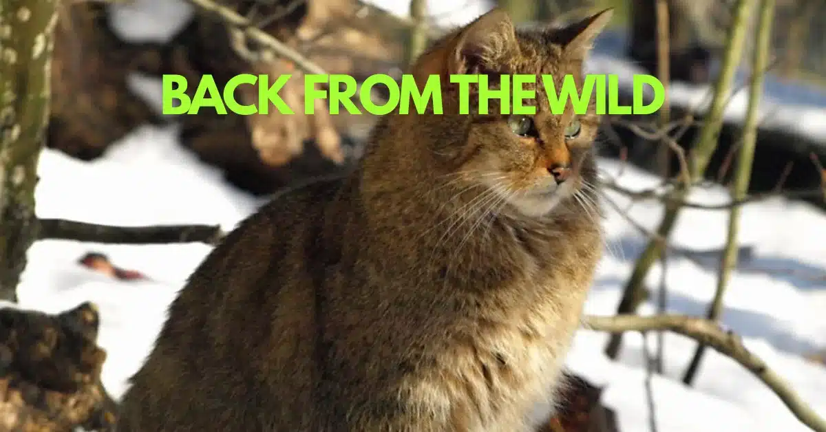 Europe’s Elusive “Ghost Cat” Returns To Forests After Decades Of Absence
