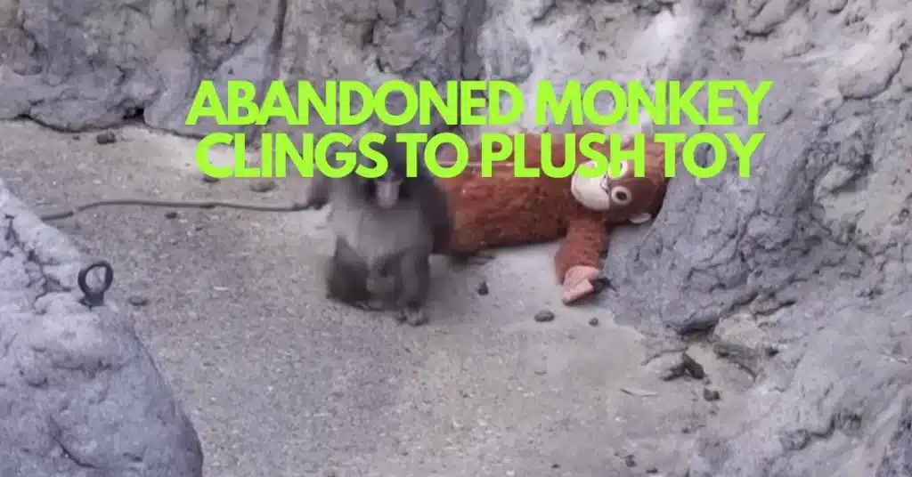 The Baby Monkey Who Treats an IKEA Orangutan Like Mum