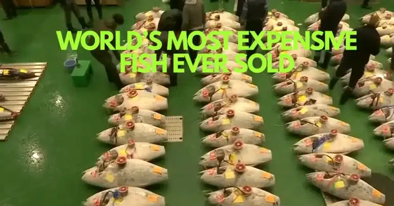 The Bluefin Tuna That Shocked Tokyo and Made Sushi History