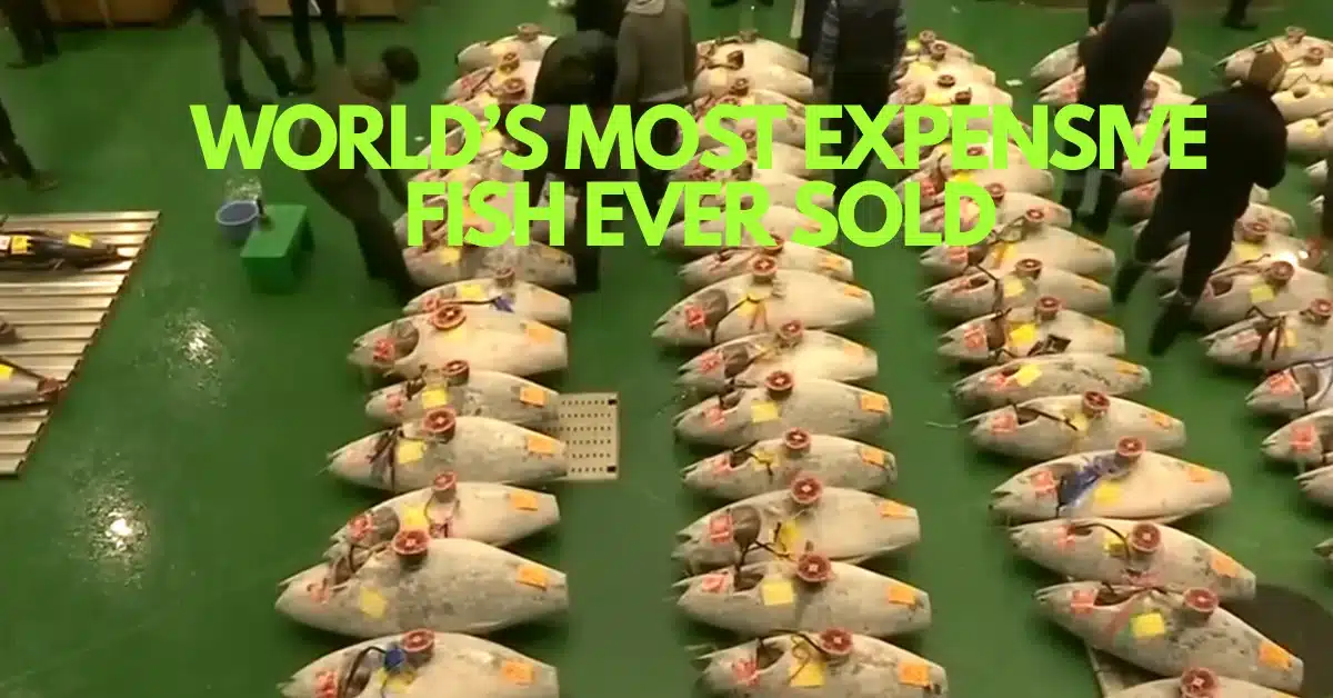 The Bluefin Tuna That Shocked Tokyo and Made Sushi History