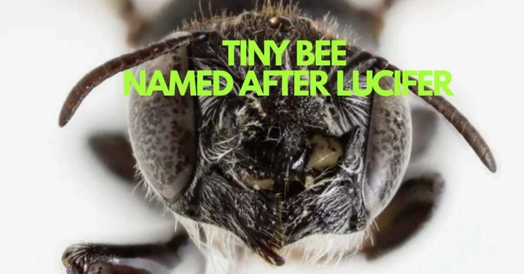 The Devil Wears Pollen: Scientists Discover Horned 'Lucifer' Bee