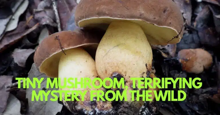 The Tiny-People Mushroom: A Real Poisoning Mystery From the Forest