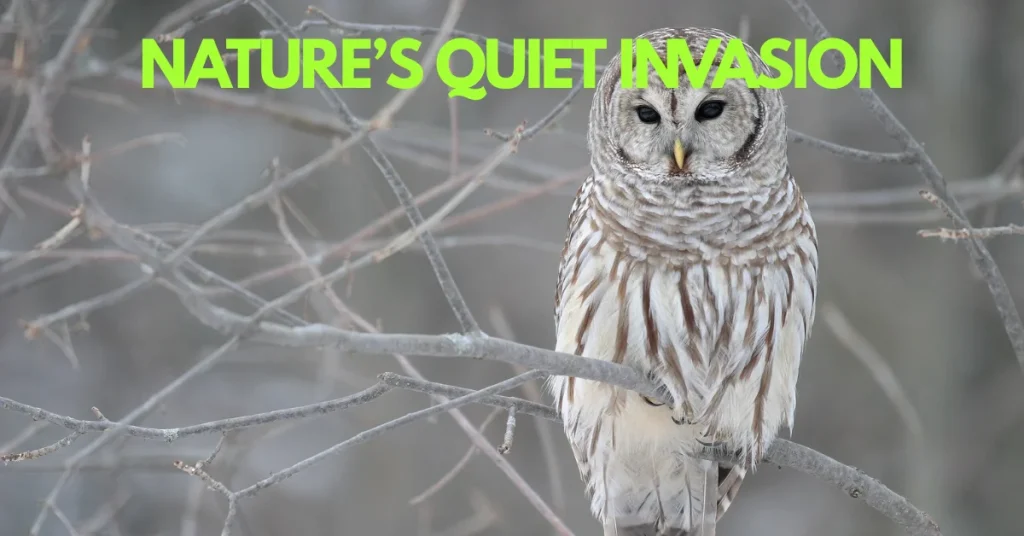 When an Eastern Owl Claims the Pacific Northwest
