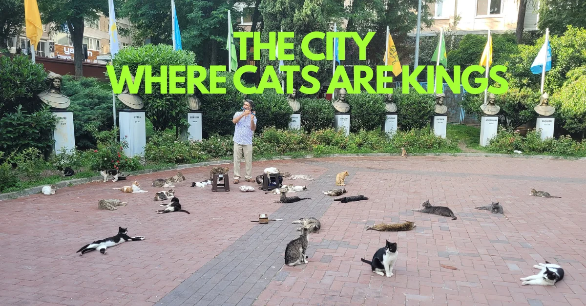 Where Cats Roam Freely: The Extraordinary Feline Life Of Istanbul