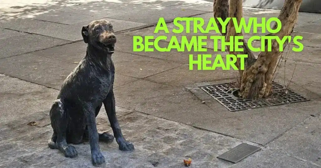 From Stray to Statue: The Extraordinary Story of Madrid's Most Beloved Dog