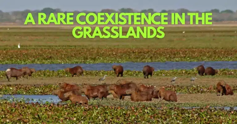 Los Llanos: Where South America's Wildest Wilderness Survives Through Sustainable Tourism
