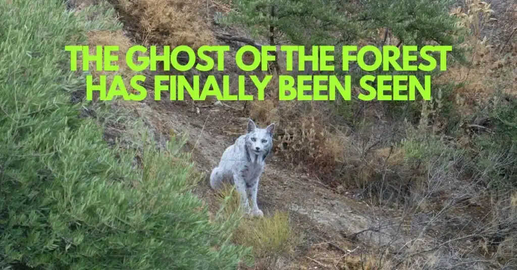 The Ghost of Jaén: How Spain's Impossible White Lynx Proves Conservation Works