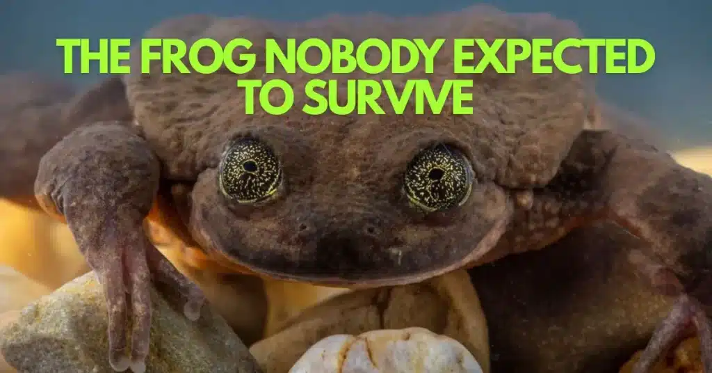 The Lonely Frog Who Saved His Species (Without Knowing It)