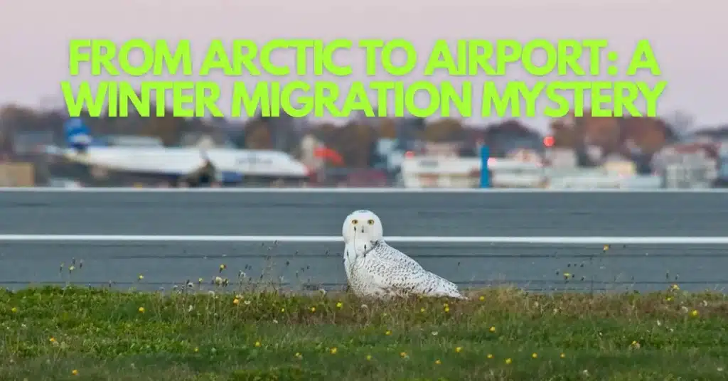 Why Snowy Owls Return to Logan Airport Every Winter—A Four-Decade Mystery Solved