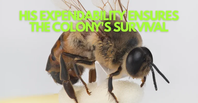 Built To Die: The Expendable Males Of The Honeybee Colony