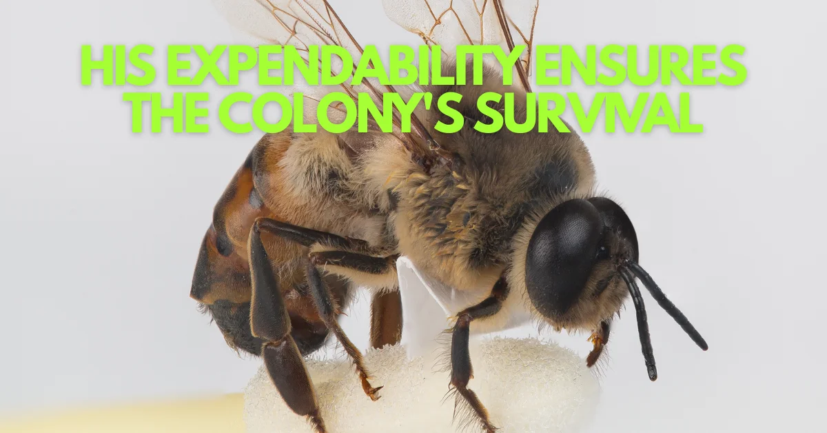 Built To Die: The Expendable Males Of The Honeybee Colony