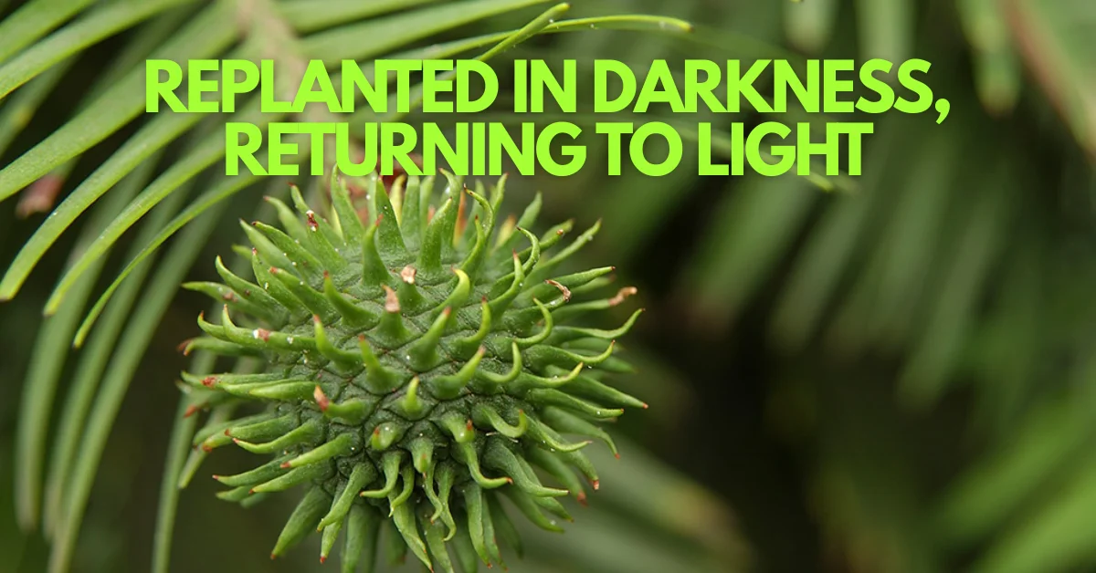 Buried in Secrecy, Rooted in Hope: How Scientists Are Resurrecting a Tree That Outlived the Dinosaurs