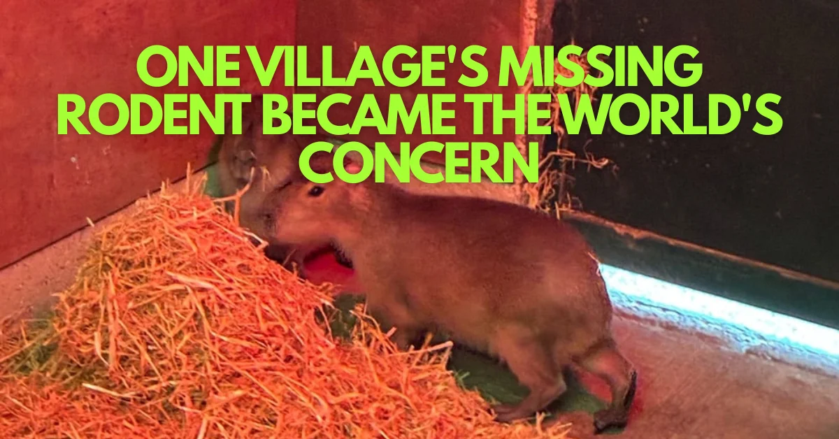 The Great Capybara Hunt: When a Zoo Escape Became a Village's Mission