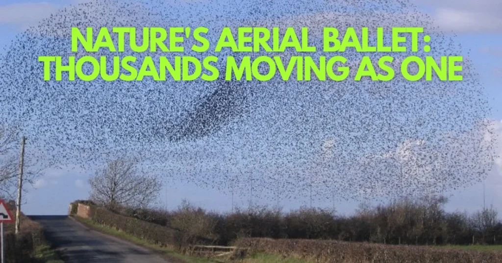 The Living Cloud: Why Thousands of Starlings Dance as One