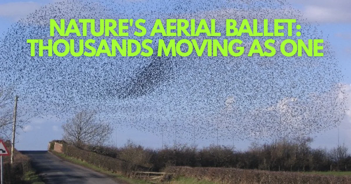 The Living Cloud: Why Thousands of Starlings Dance as One